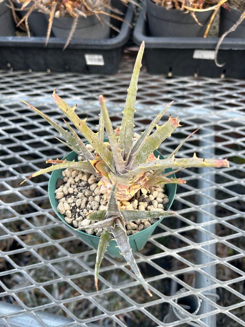 子株付き DBディッキア Dyckia beateae hybrid #227
