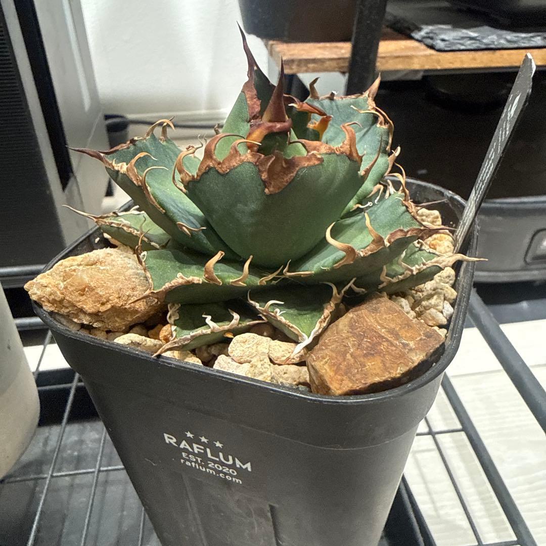 Agave 悪魔くん