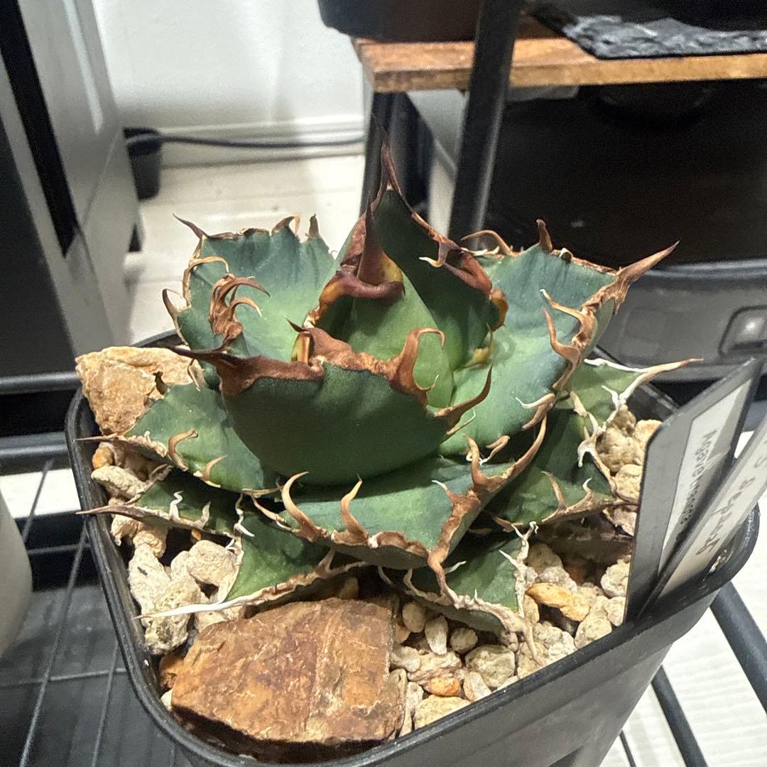 Agave 悪魔くん
