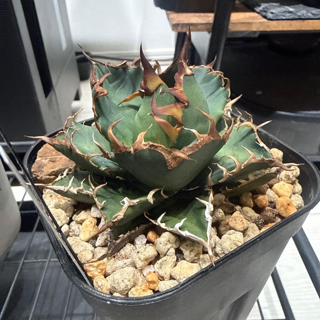 Agave 悪魔くん