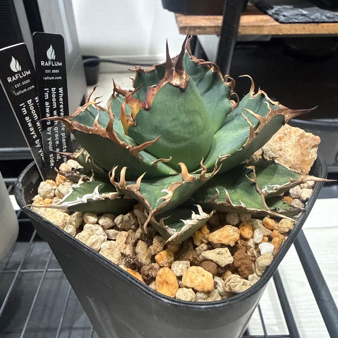 Agave 悪魔くん