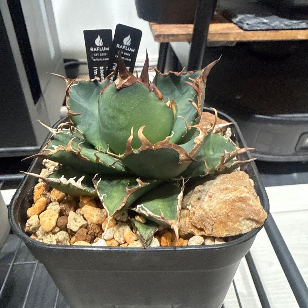 Agave 悪魔くん