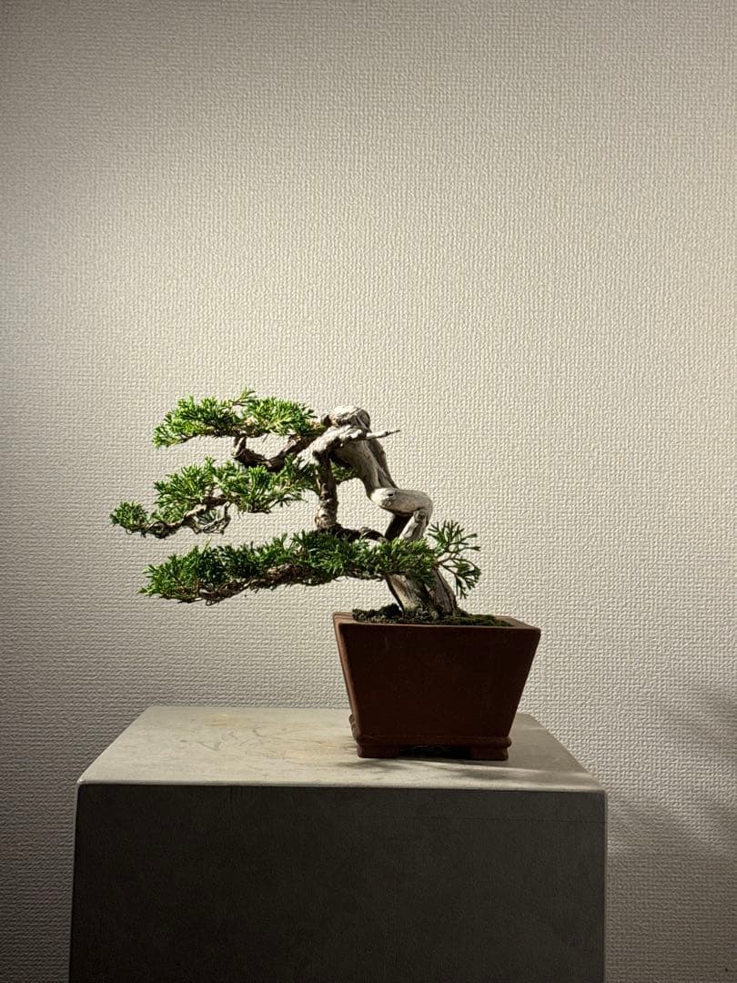 盆栽　真柏　小品