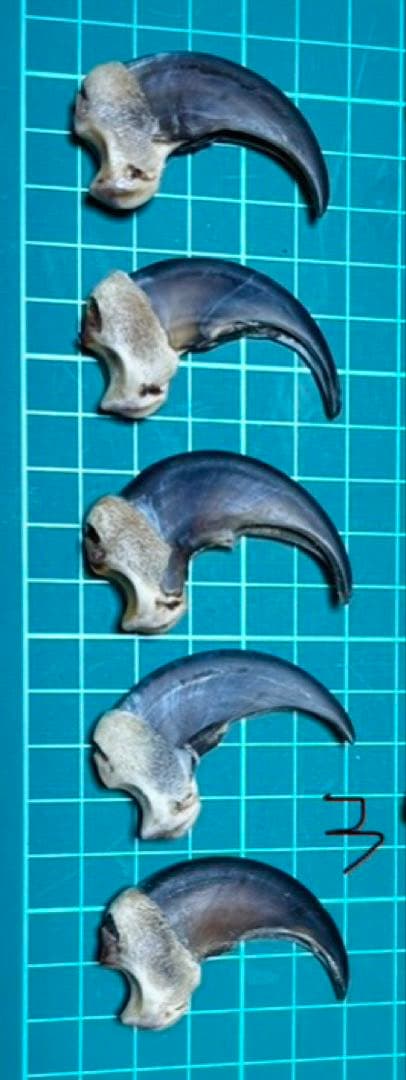 熊の爪 5個セット ハンドメイド素材