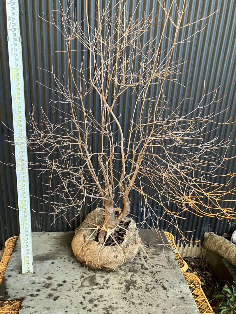 古木　山採り　ドウダンツツジ