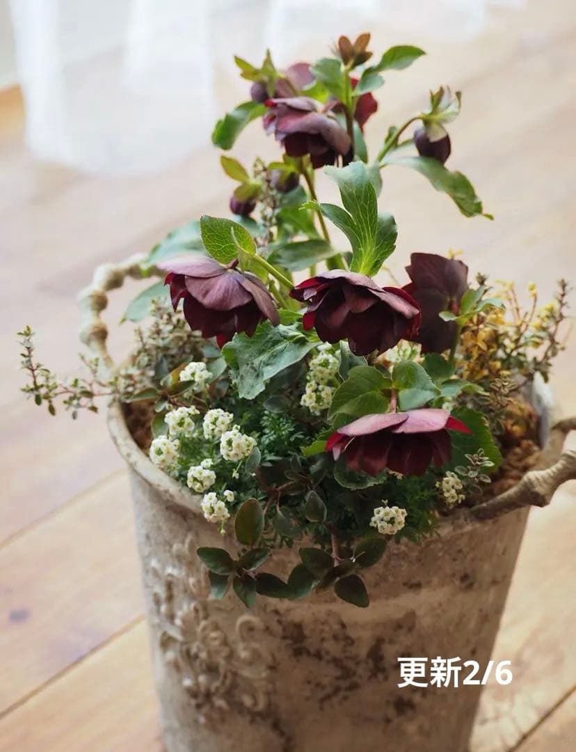 【お値下】クリスマスローズのシックな寄せ植え