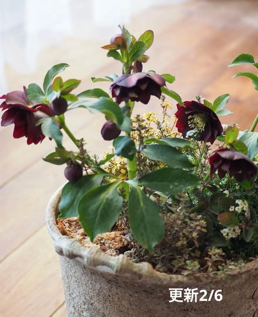 【お値下】クリスマスローズのシックな寄せ植え