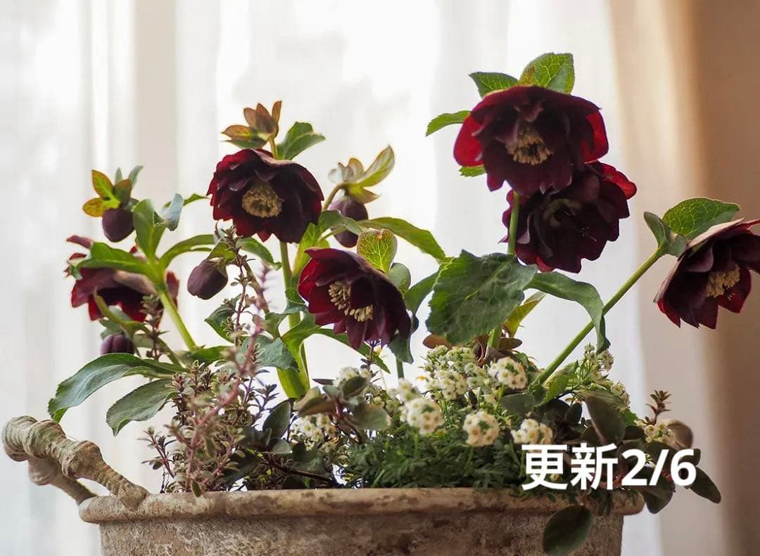 【お値下】クリスマスローズのシックな寄せ植え