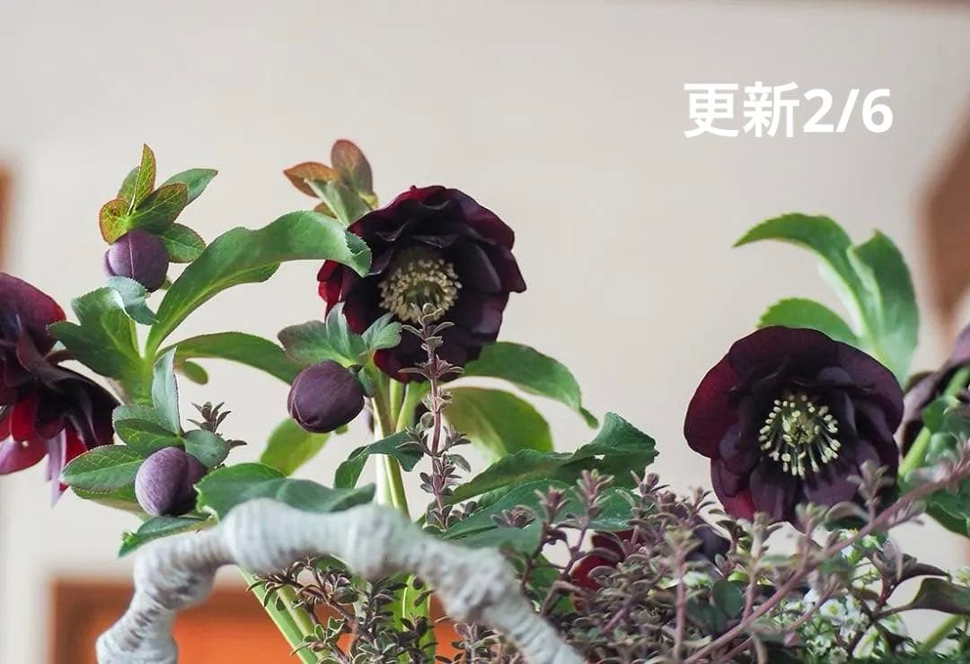 【お値下】クリスマスローズのシックな寄せ植え