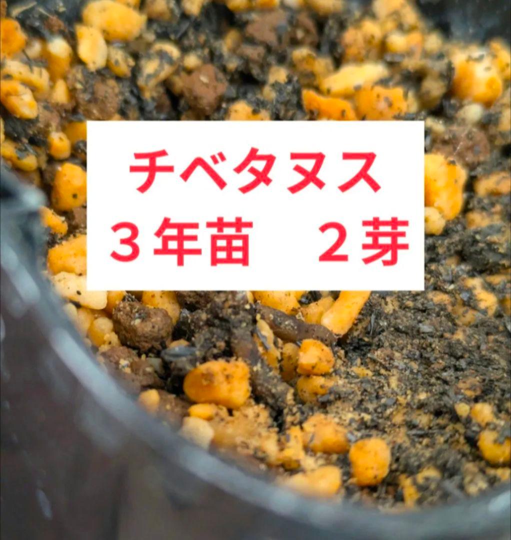 ヘレボルス　クリスマスローズ　チベタヌス　３年苗