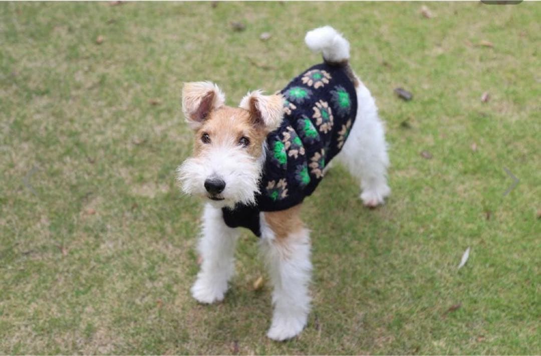 新品　犬服 E ニット　セーター ジョージ　パッチワーク