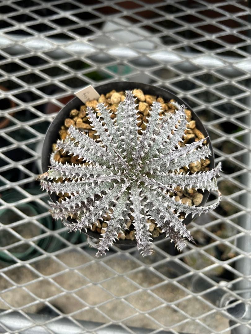本物 原種 ディッキア Dyckia fosteriana rubra ⑴