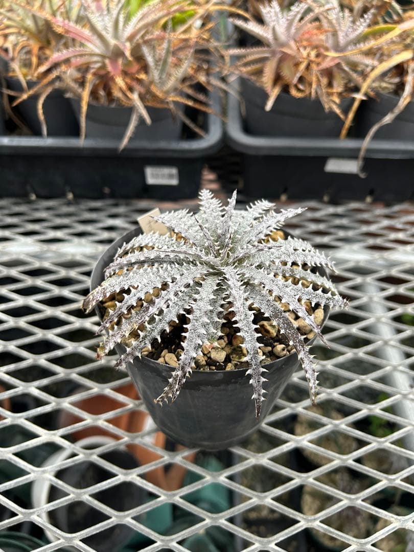本物 原種 ディッキア Dyckia fosteriana rubra ⑴