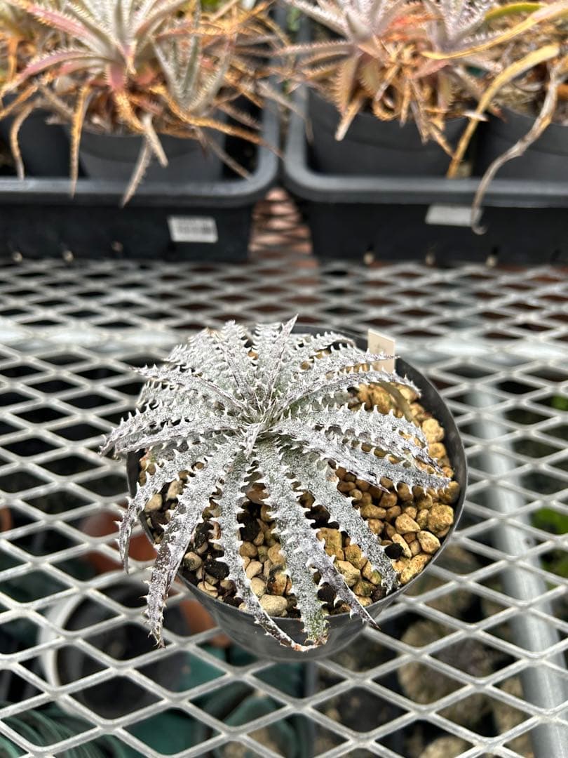 本物 原種 ディッキア Dyckia fosteriana rubra ⑴
