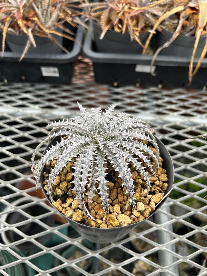 本物 原種 ディッキア Dyckia fosteriana rubra ⑴