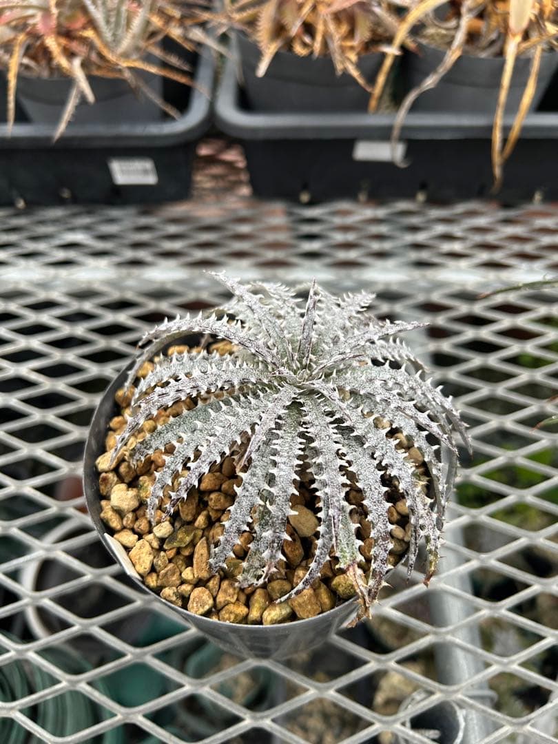 本物 原種 ディッキア Dyckia fosteriana rubra ⑴