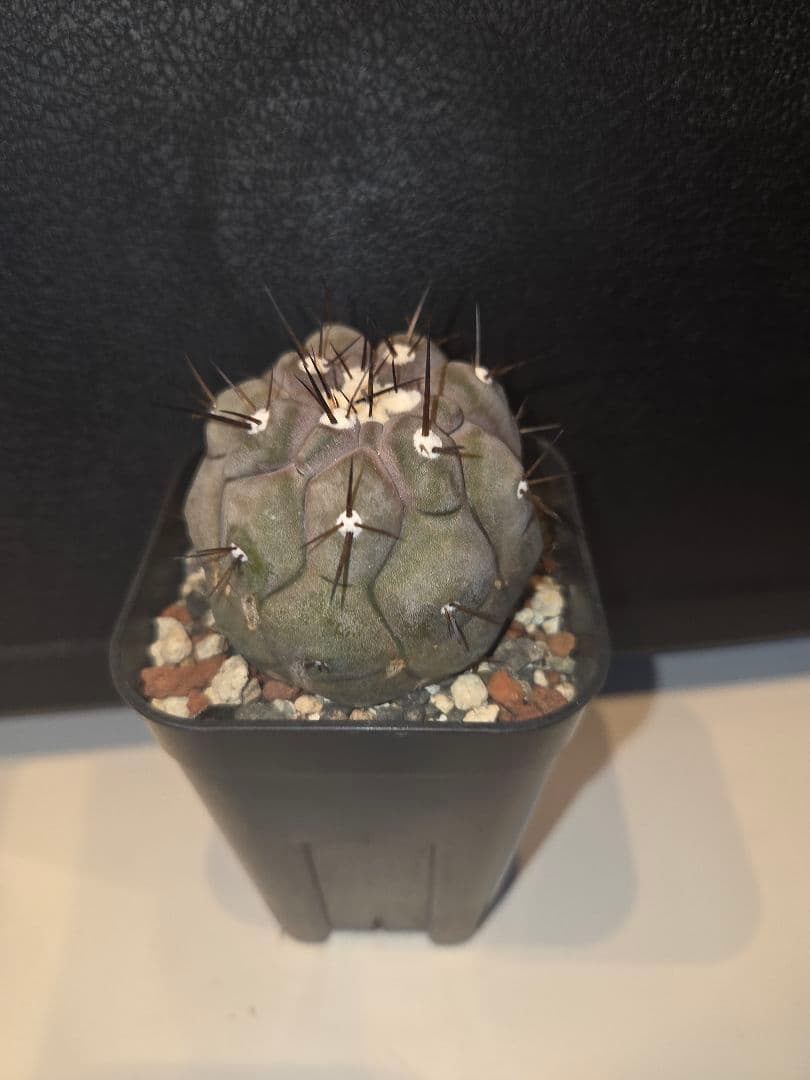 黒王丸　実生苗