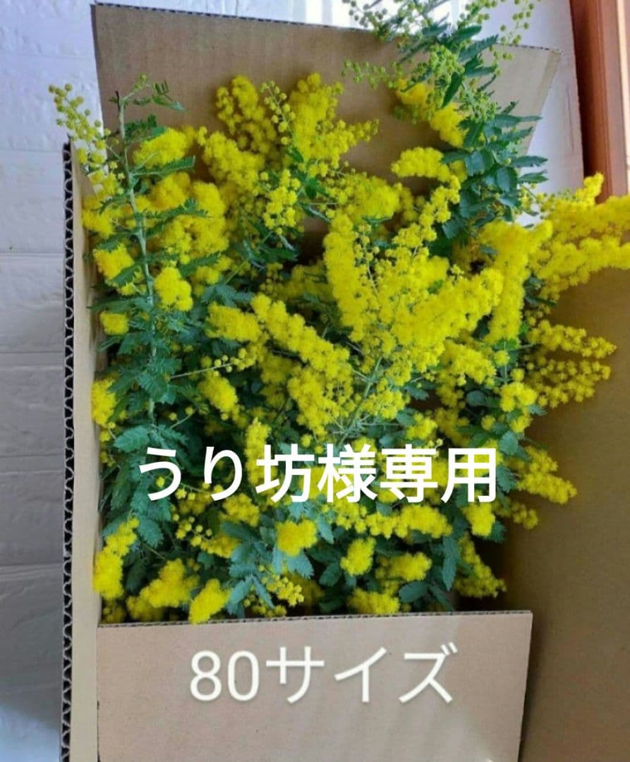 うり坊　ミモザ 80サイズ