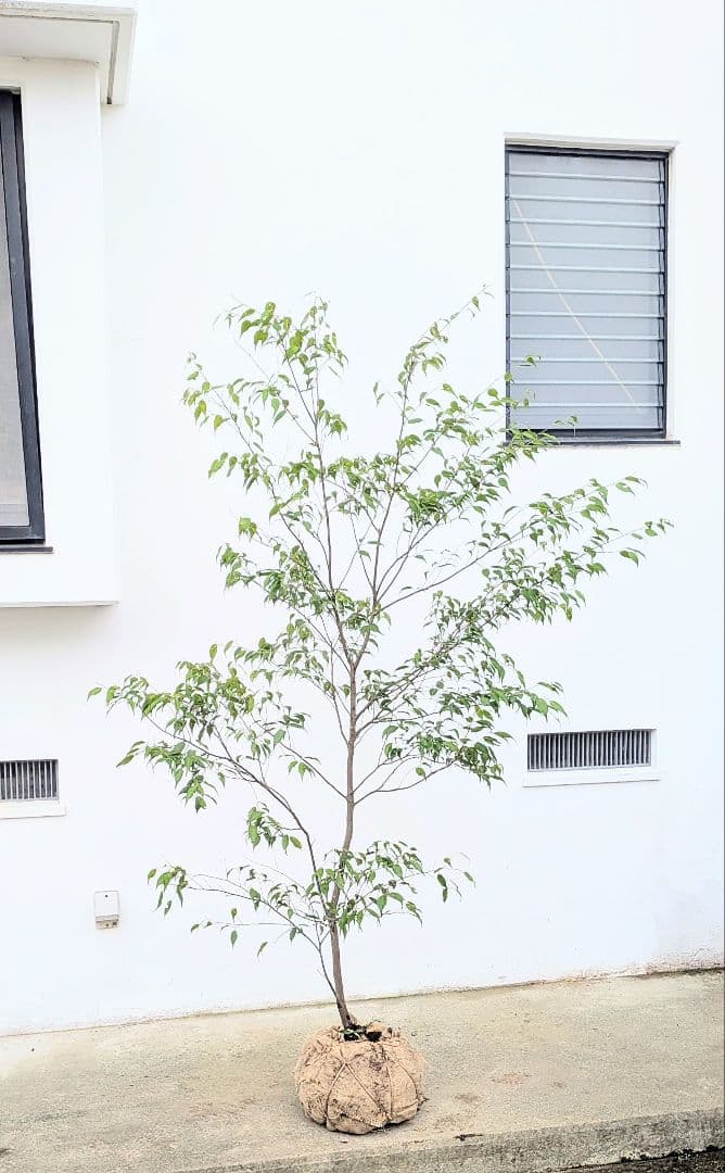 抜群単幹。山採りハイノキ。