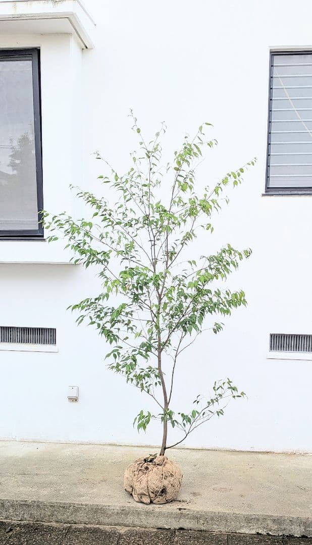 抜群単幹。山採りハイノキ。