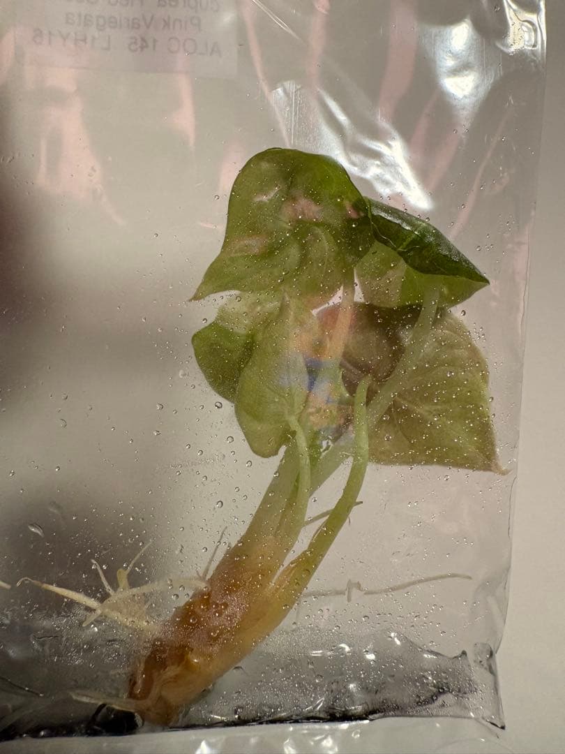 美株 Alocasia cuprea Pink VariegataTC・発根済