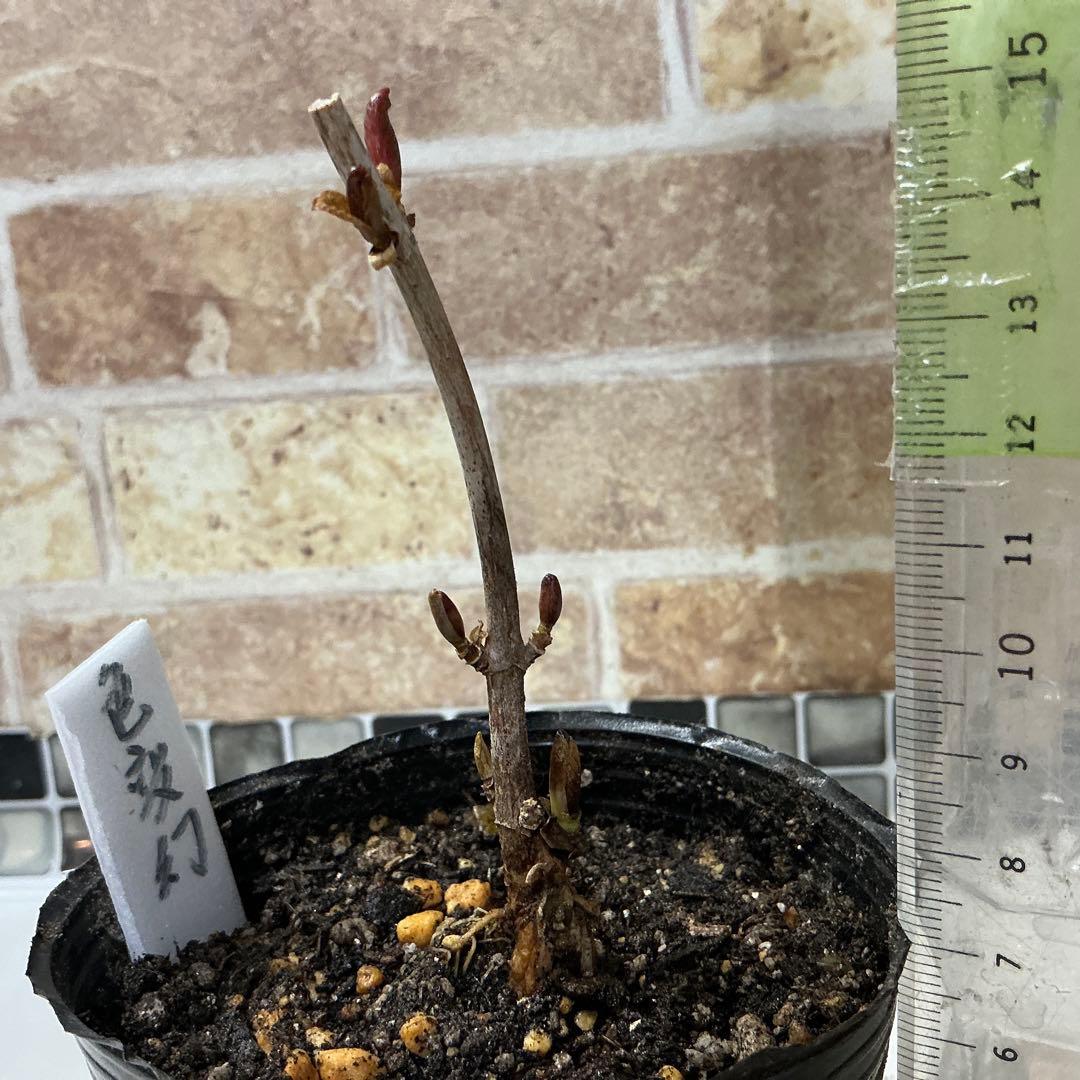 紫陽花　色変幻