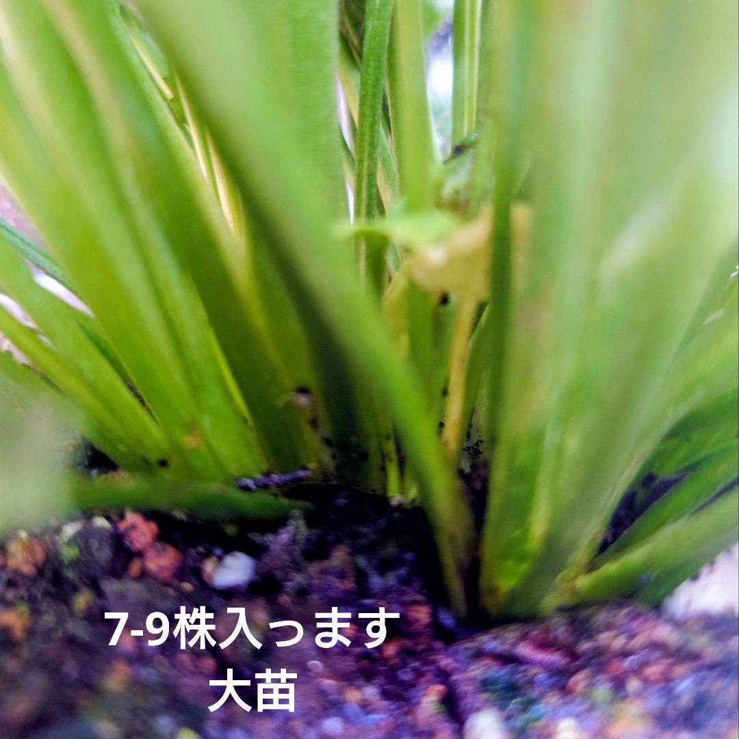 宿根草【現品】大苗【５号鉢】ラナンキュラスポンポン『アリス』フェミニン♪