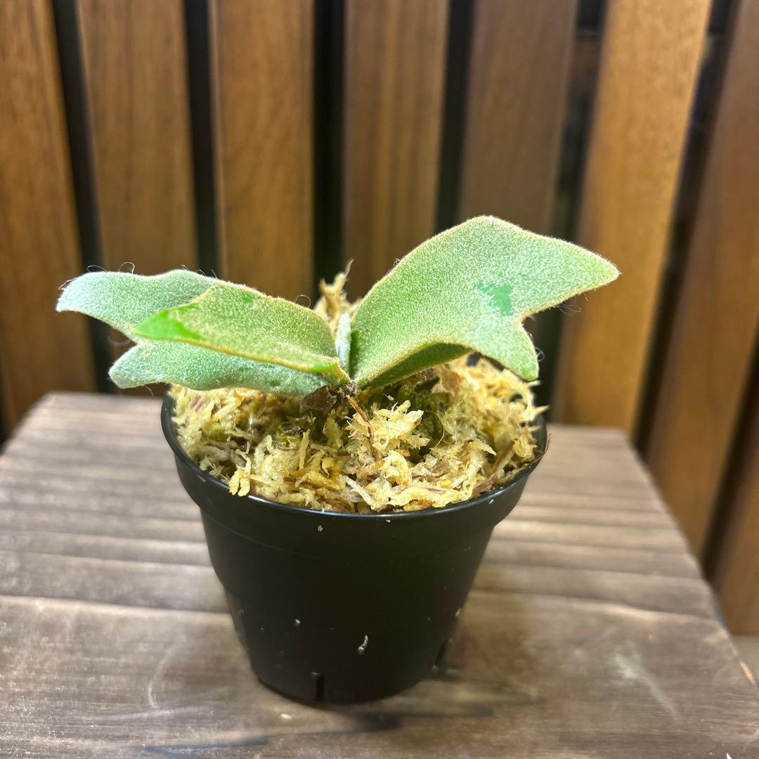 虎*介様 P. willinckii '金童'Golden boy sporel