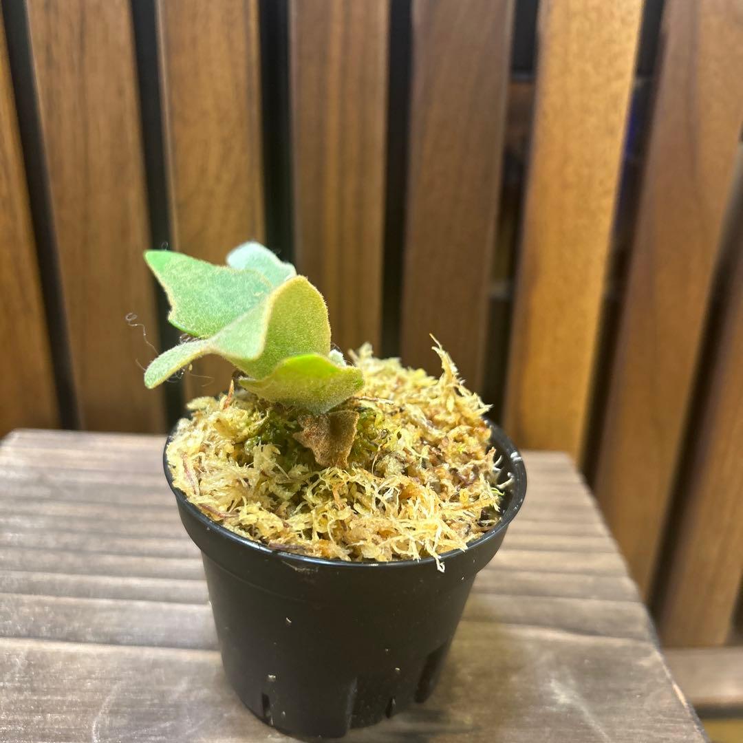 虎*介様 P. willinckii '金童'Golden boy sporel