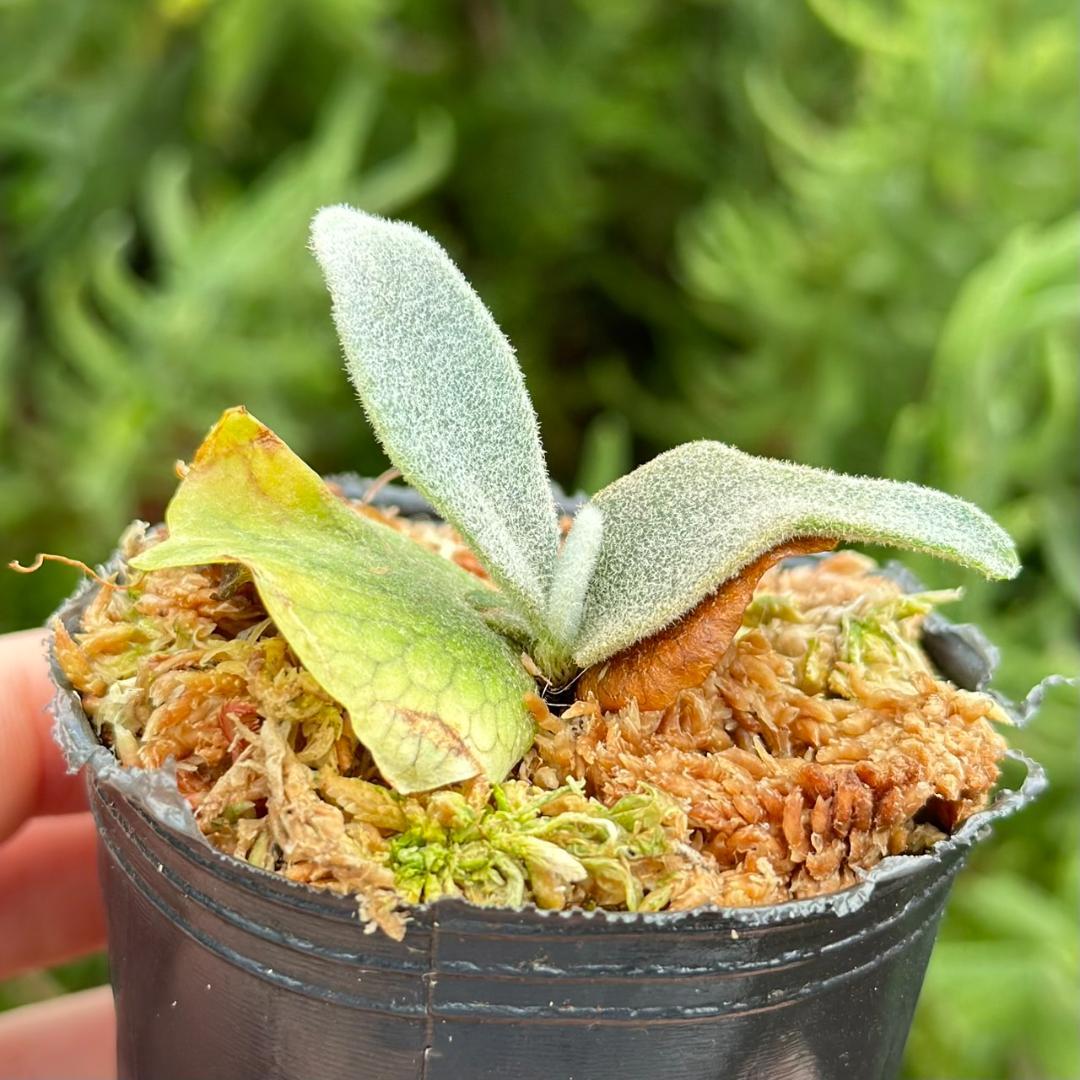 速達！！P.willinckii ’Asurada’ Sporeling 02