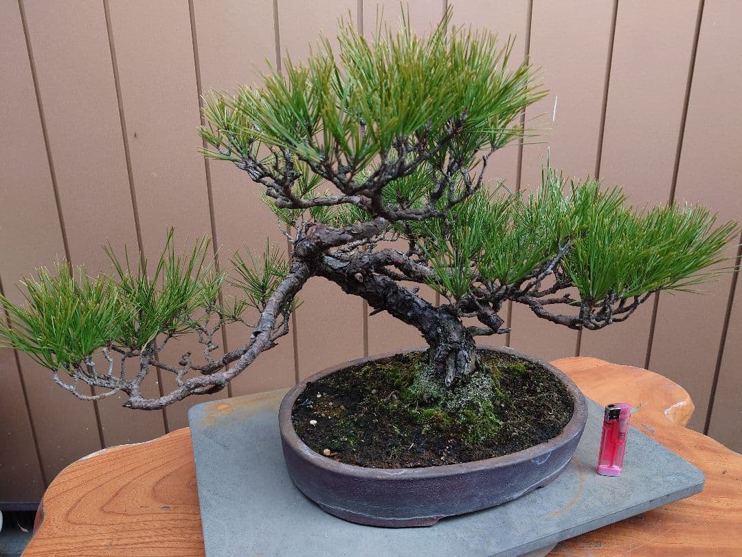 盆栽　赤松　樹高38cm