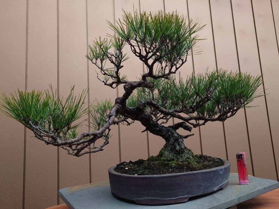 盆栽　赤松　樹高38cm