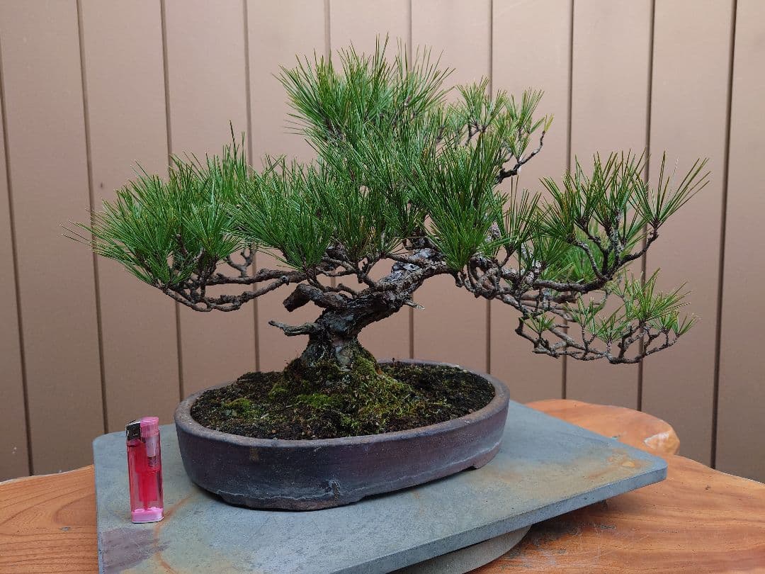盆栽　赤松　樹高38cm