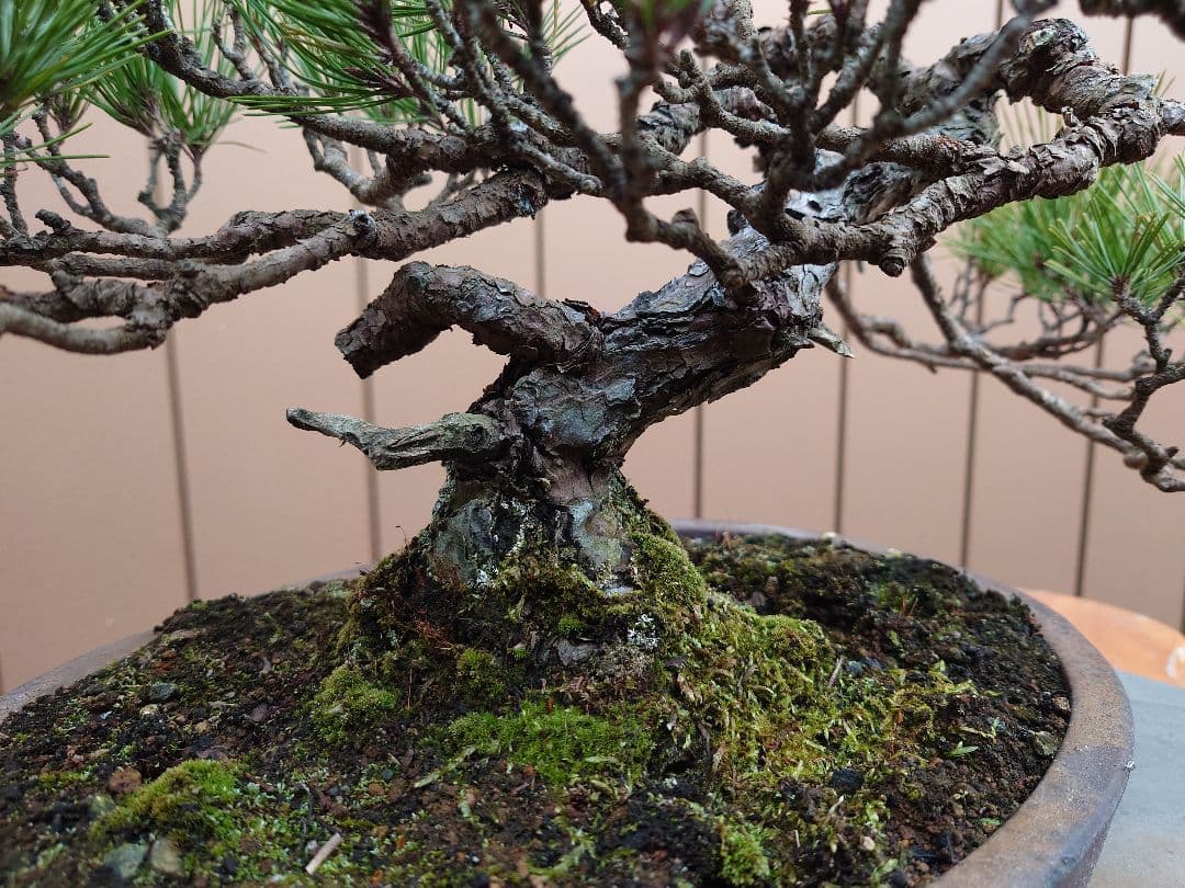 盆栽　赤松　樹高38cm