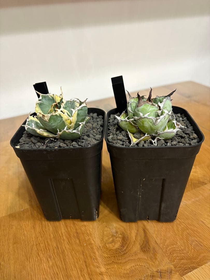 【鉢植え発送可】アガベ 白鯨錦 斑入り ➕　BB セット！極上血統 希少株