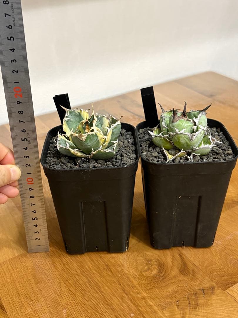 【鉢植え発送可】アガベ 白鯨錦 斑入り ➕　BB セット！極上血統 希少株