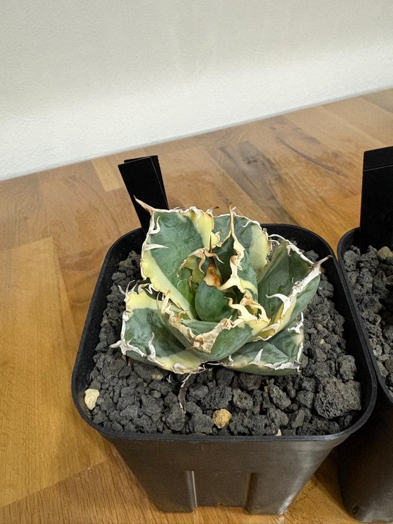 【鉢植え発送可】アガベ 白鯨錦 斑入り ➕　BB セット！極上血統 希少株