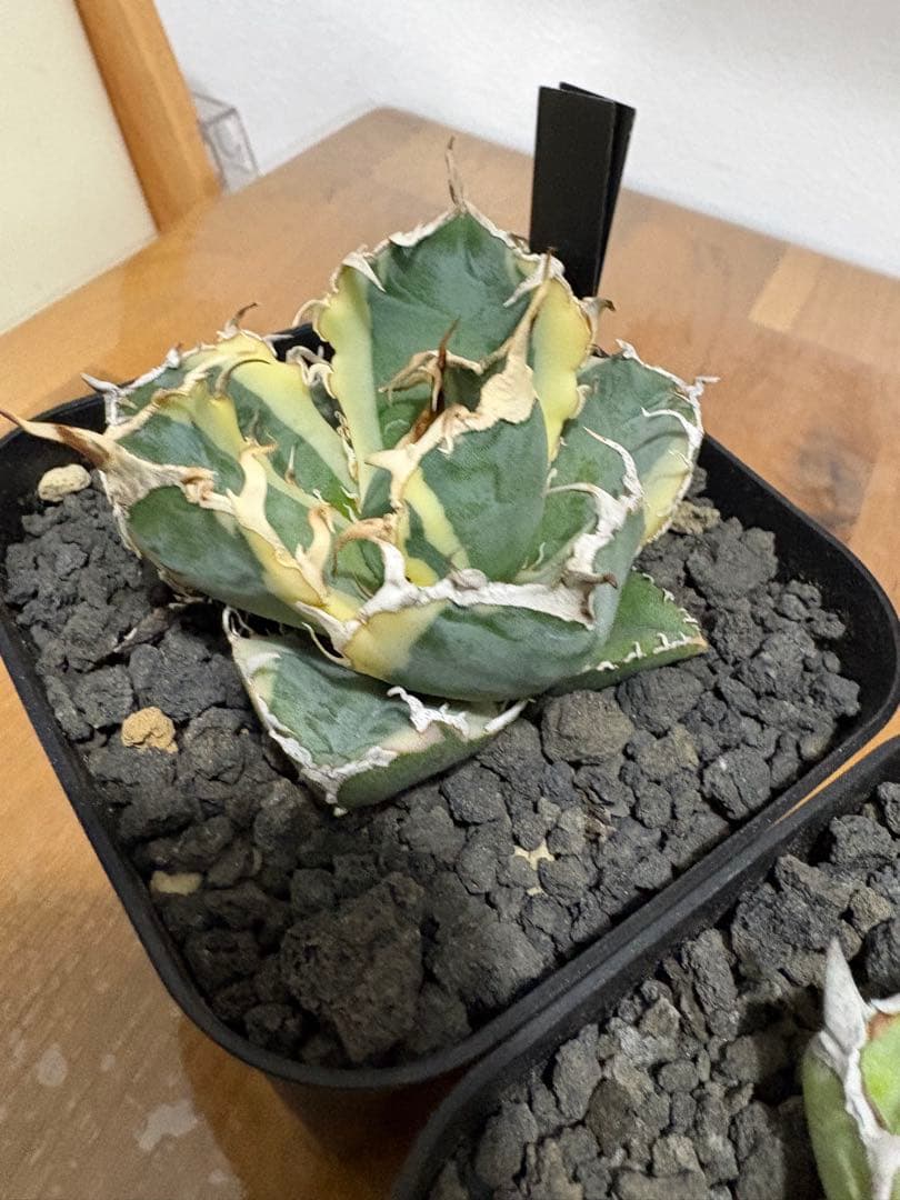 【鉢植え発送可】アガベ 白鯨錦 斑入り ➕　BB セット！極上血統 希少株