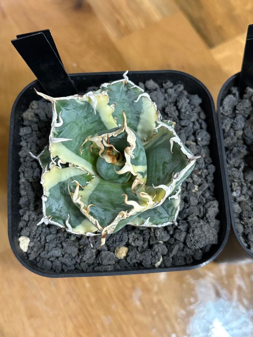 【鉢植え発送可】アガベ 白鯨錦 斑入り ➕　BB セット！極上血統 希少株