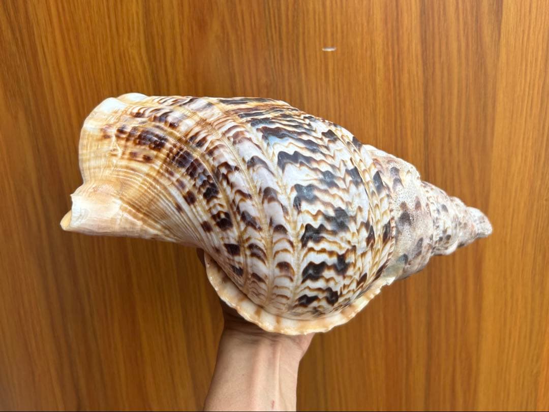 法螺貝32cm