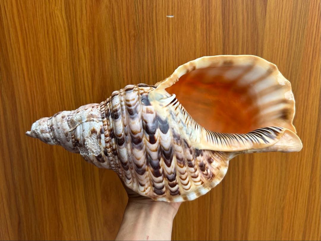 法螺貝32cm