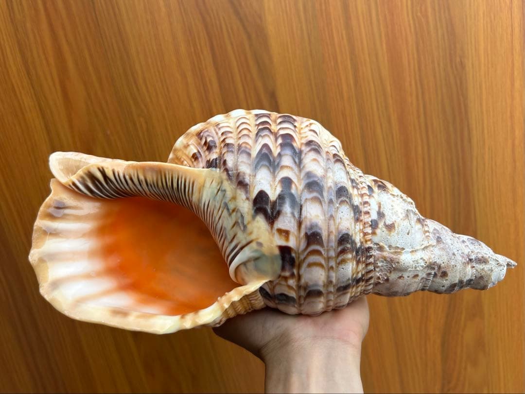 法螺貝32cm