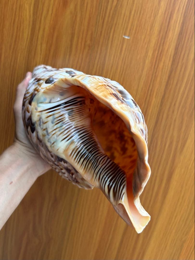 法螺貝32cm