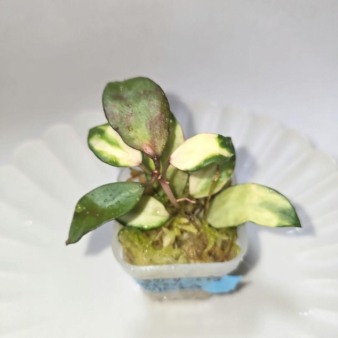その他観葉植物 lacunosa minara &kentiana 'Lori rinn'