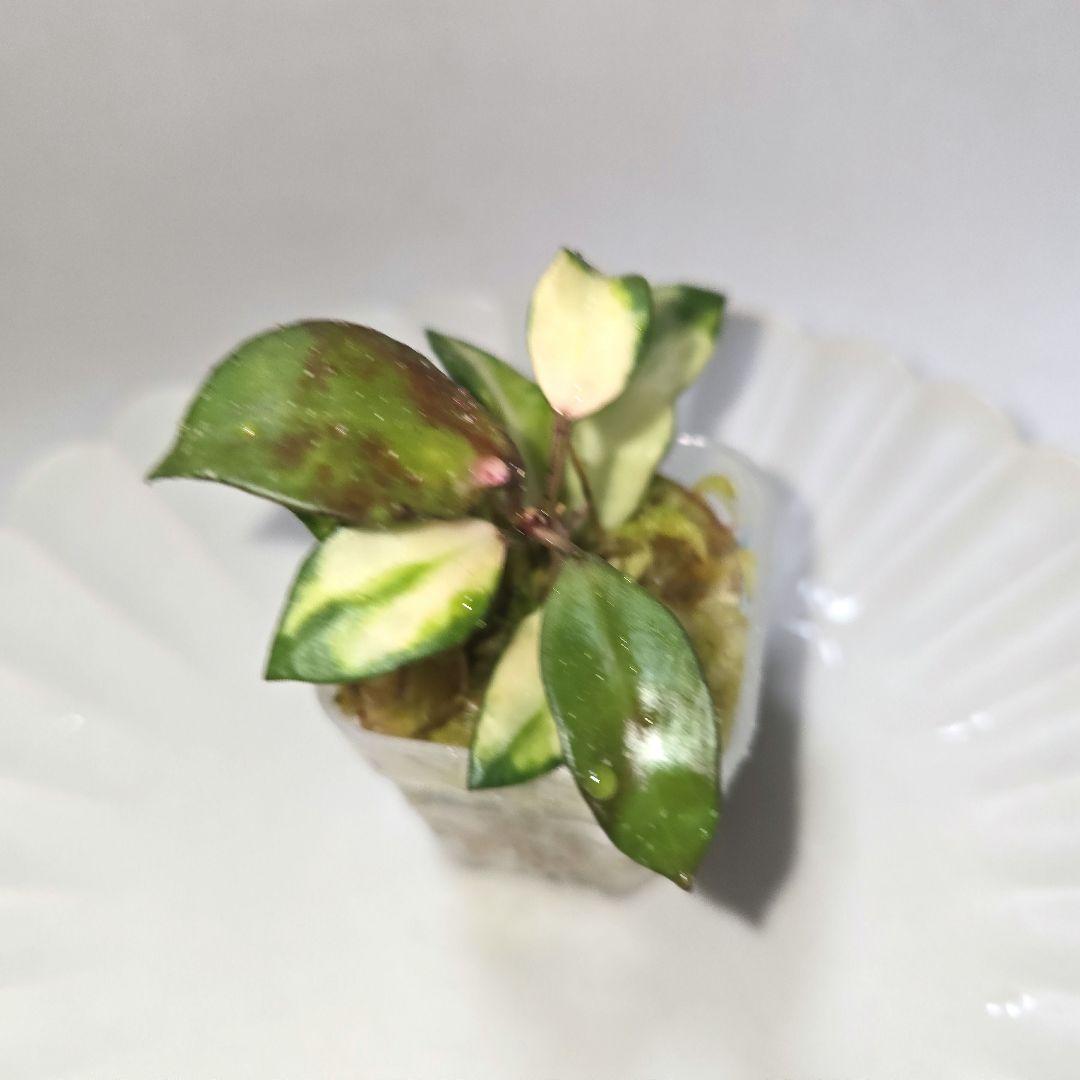 その他観葉植物 lacunosa minara &kentiana 'Lori rinn'