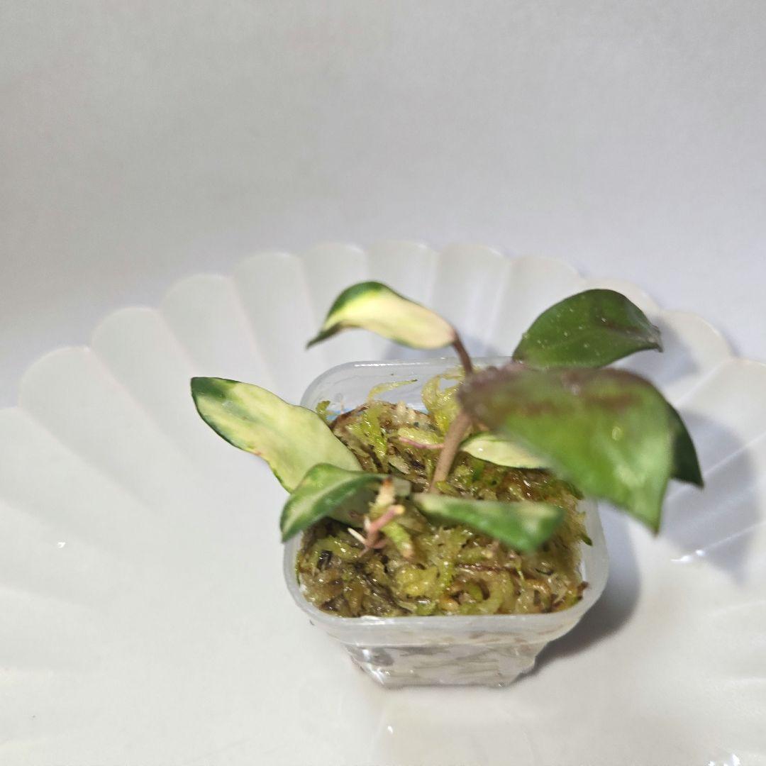 その他観葉植物 lacunosa minara &kentiana 'Lori rinn'