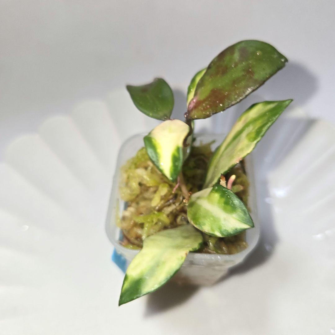 その他観葉植物 lacunosa minara &kentiana 'Lori rinn'