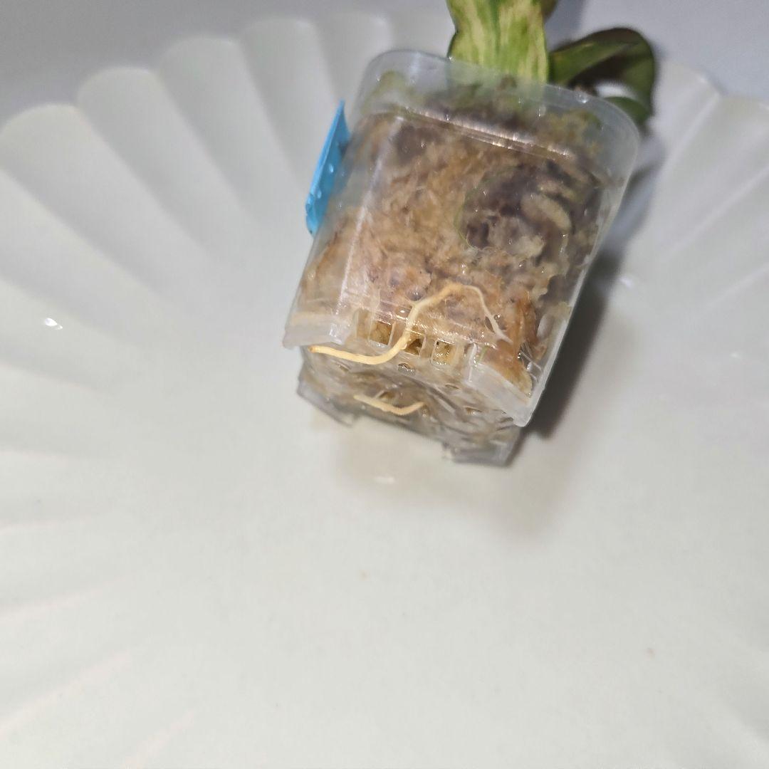 その他観葉植物 lacunosa minara &kentiana 'Lori rinn'