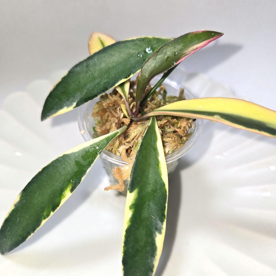 その他観葉植物 lacunosa minara &kentiana 'Lori rinn'