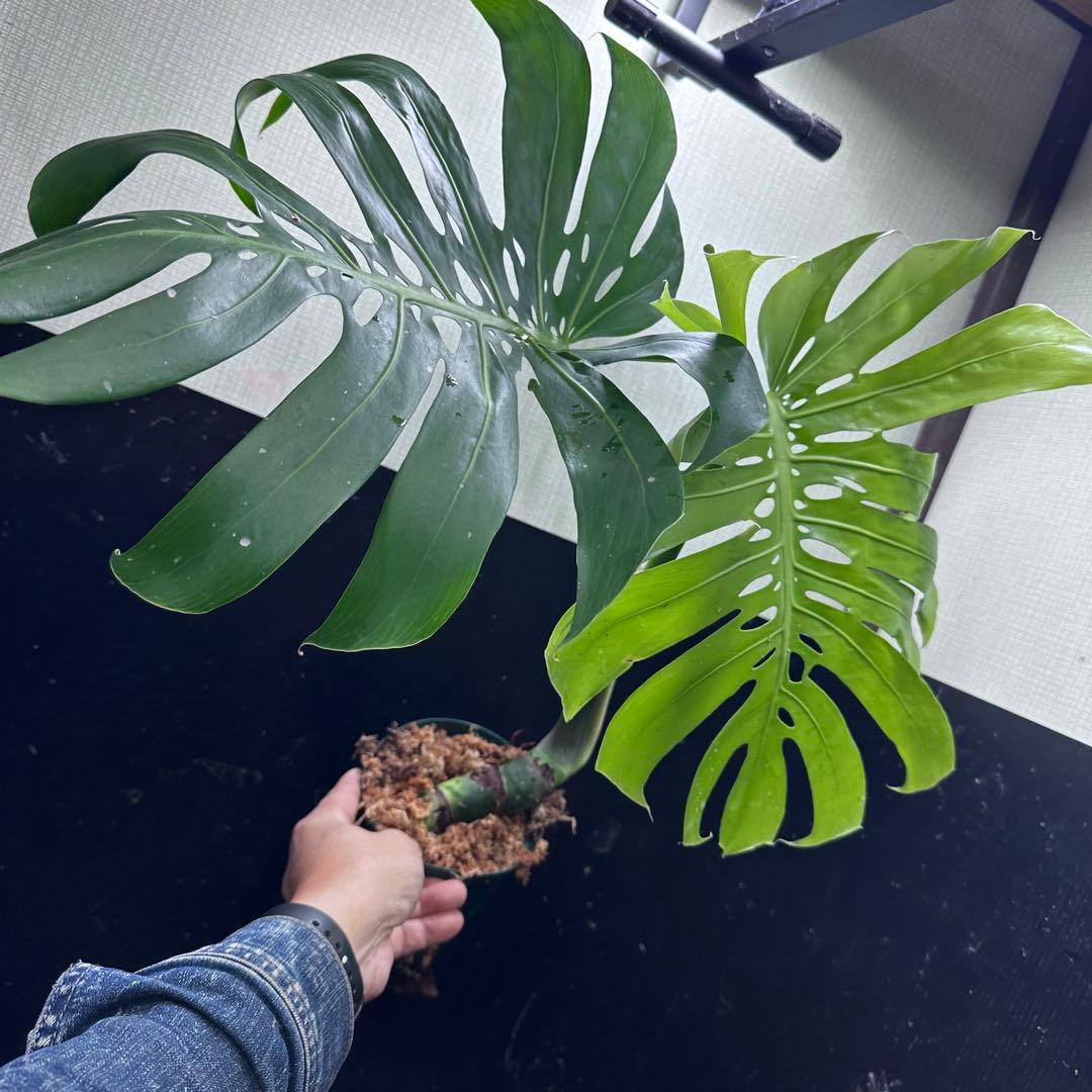 T*O様 モンステラデリシオーサマクロコズム超希少系統鉢植え